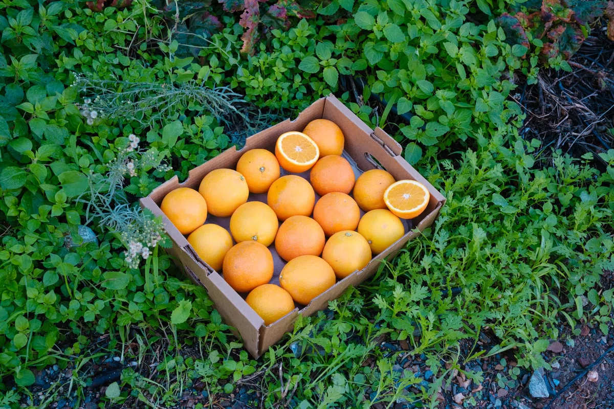 Vitalem – Caja de Naranjas Frescas 4kg (8-14 Piezas) | Fruta Natural y Ecológica | Cultivo Local Málaga | Directo del Agricultor | 100% Sostenible | Ideal para Zumos, Postres y Cocina Saludable