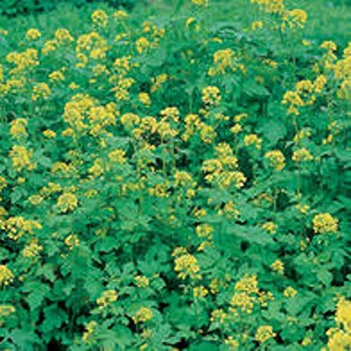 Sovescio Mustard Seed High Green Materia Freepost 1 kg:packing seeds only
