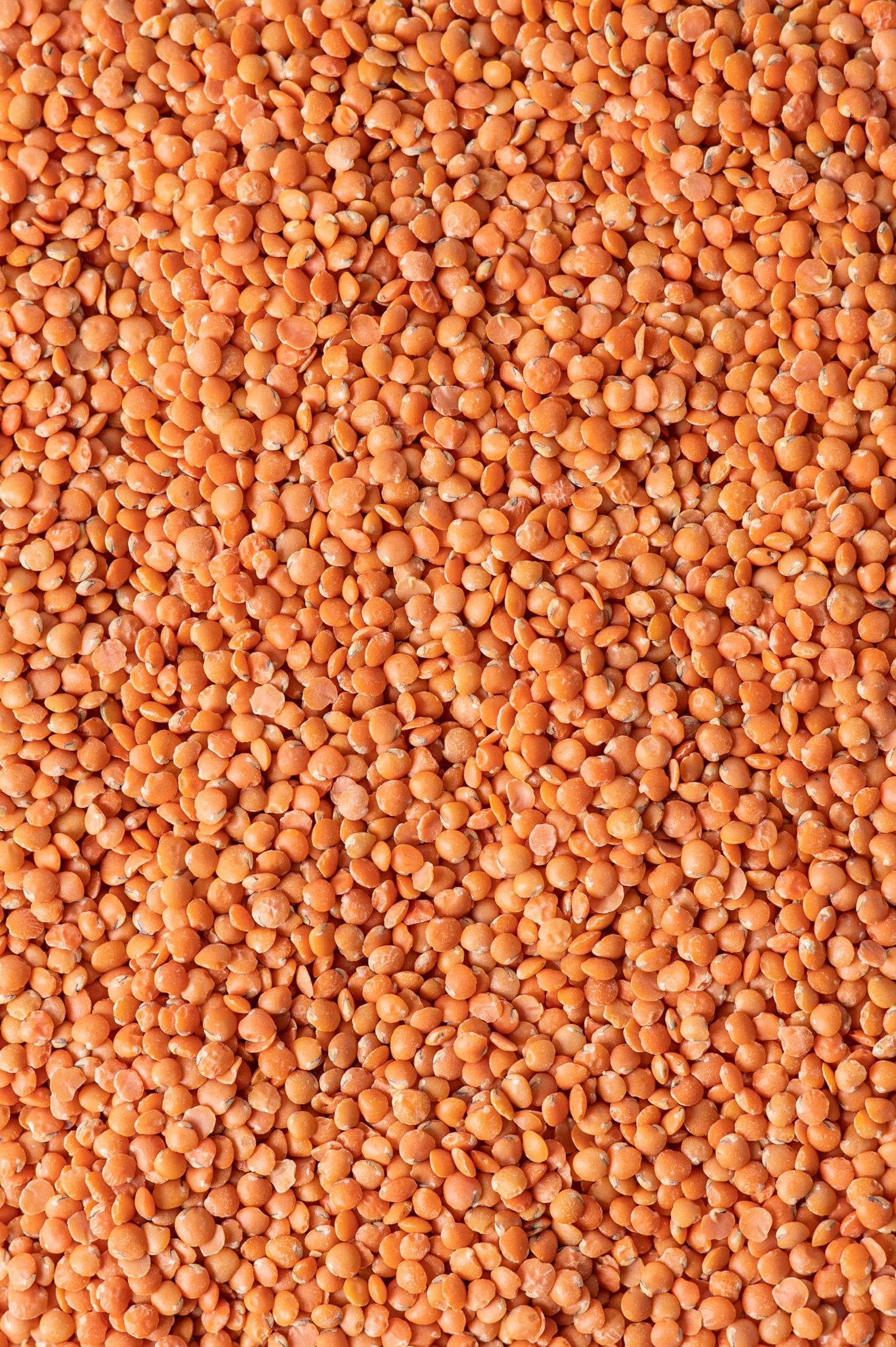 Biojoy Lentejas rojas BÍO (1,5 kg), crudas y enteras, "Balones de fútbol"
