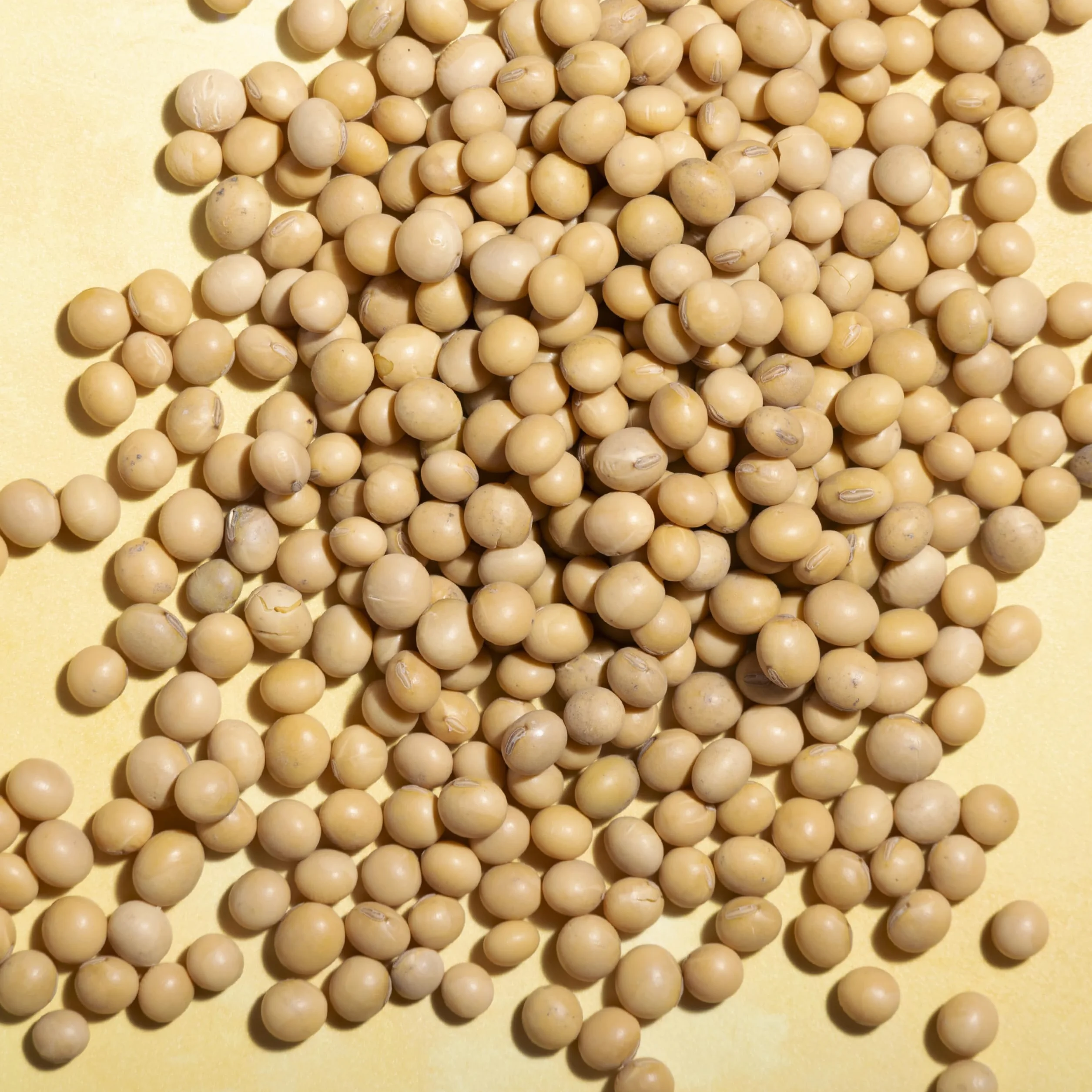 Wholefood Earth Frijoles de soja 3 kg | Sin OGM | Natural | Alto contenido de fibra | Alto en proteínas