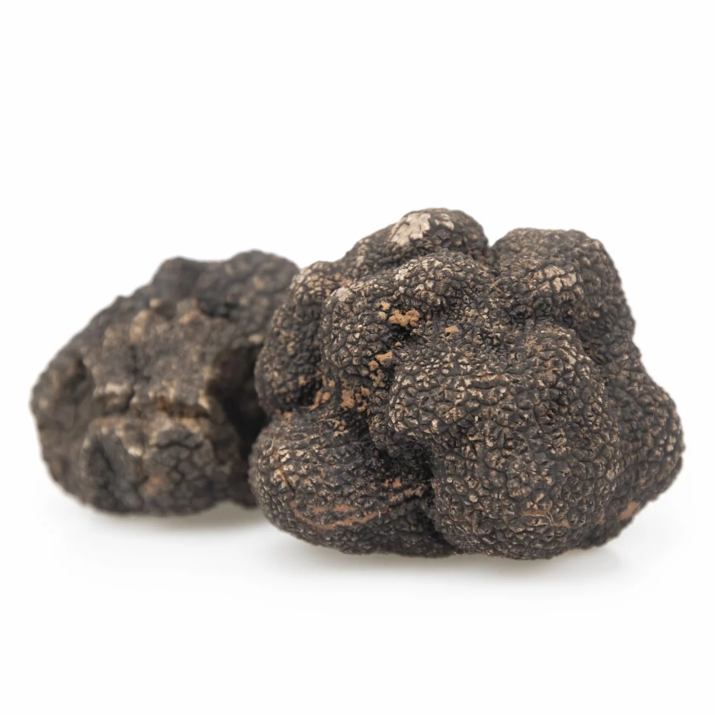 Trufa Negra de Primera - Tuber Melanosporum Fresca - Calidad Gourmet (30gr)