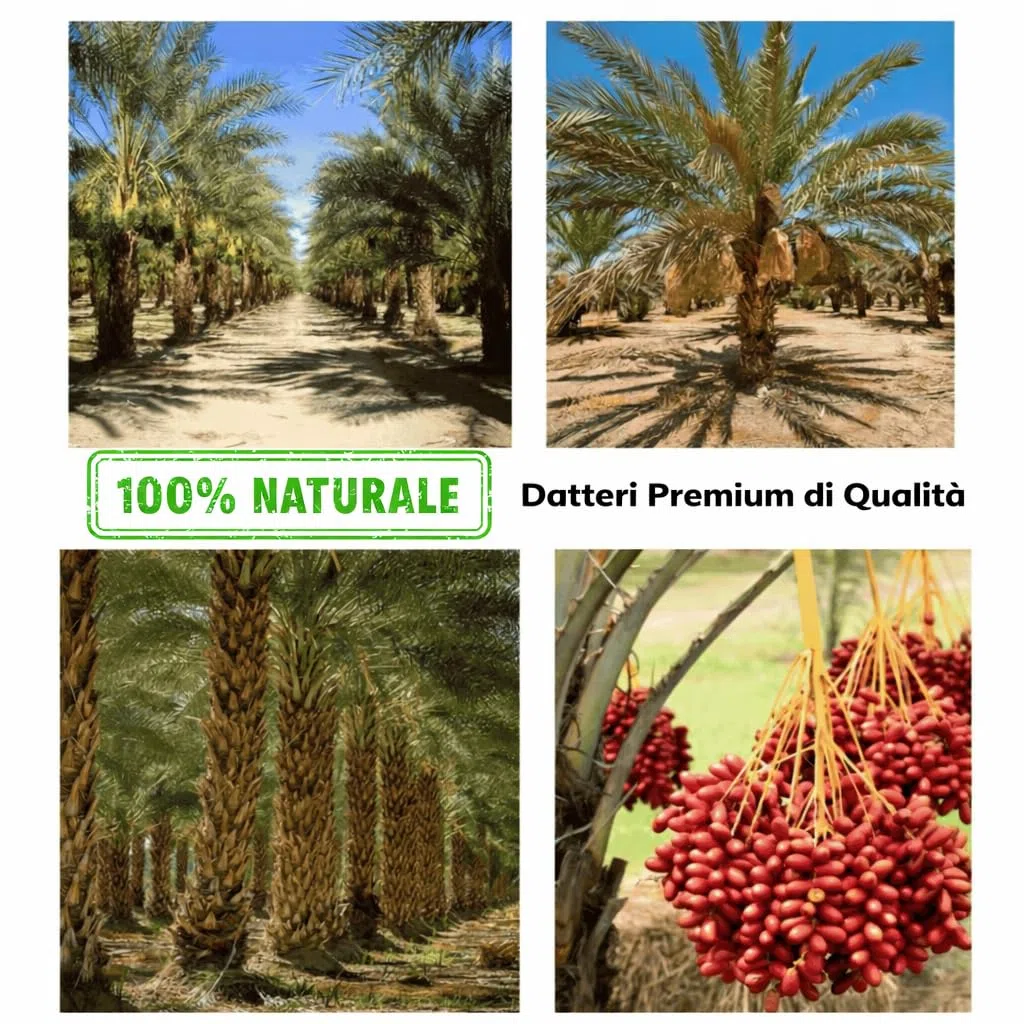 Dátiles 1 kg Medjool Premium 100% Naturales Sin Aditivos Sin Azúcar Añadido – Tamaño Extra Grande, Súper Carnosos y Dulces – Calidad Seleccionada (Dátiles Medjool 1 kg)
