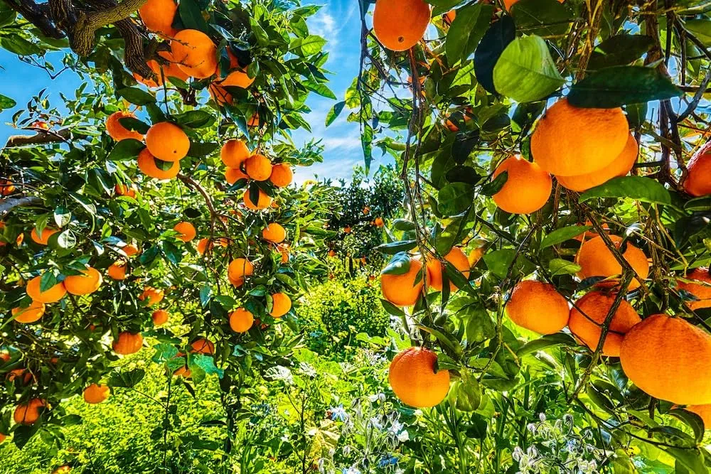Vitalem – Caja de Naranjas Frescas 4kg (8-14 Piezas) | Fruta Natural y Ecológica | Cultivo Local Málaga | Directo del Agricultor | 100% Sostenible | Ideal para Zumos, Postres y Cocina Saludable