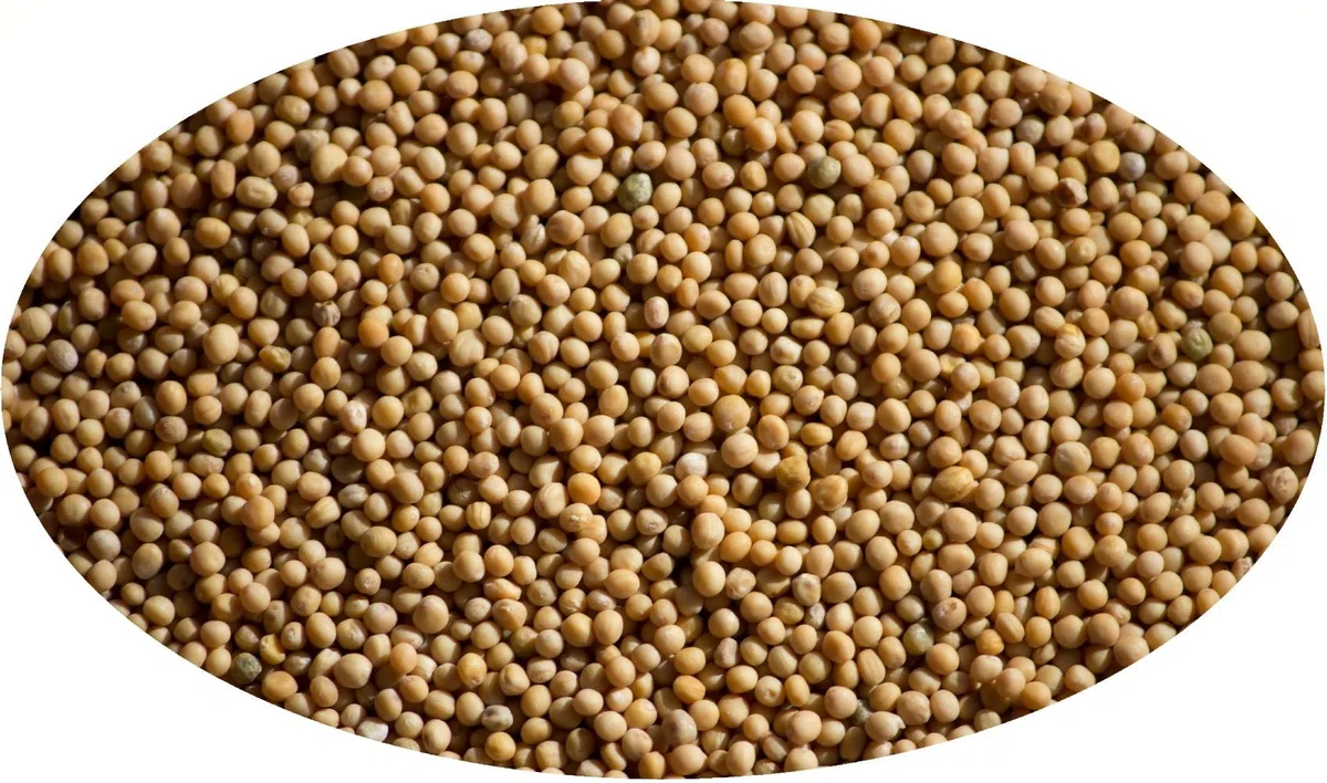 Eder Gewürze - Mostaza amarilla en grano - 5kg