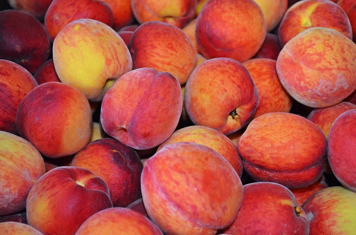 Melocotón amarillo fresco, frutas grandes, 10 unidades