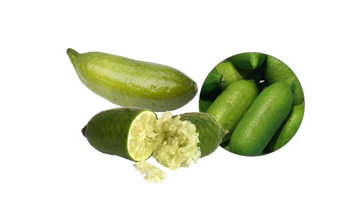 Limón Caviar Fresco Var. Lime-Ice (fruta fresca, perlas beiges) bandeja de 200 g