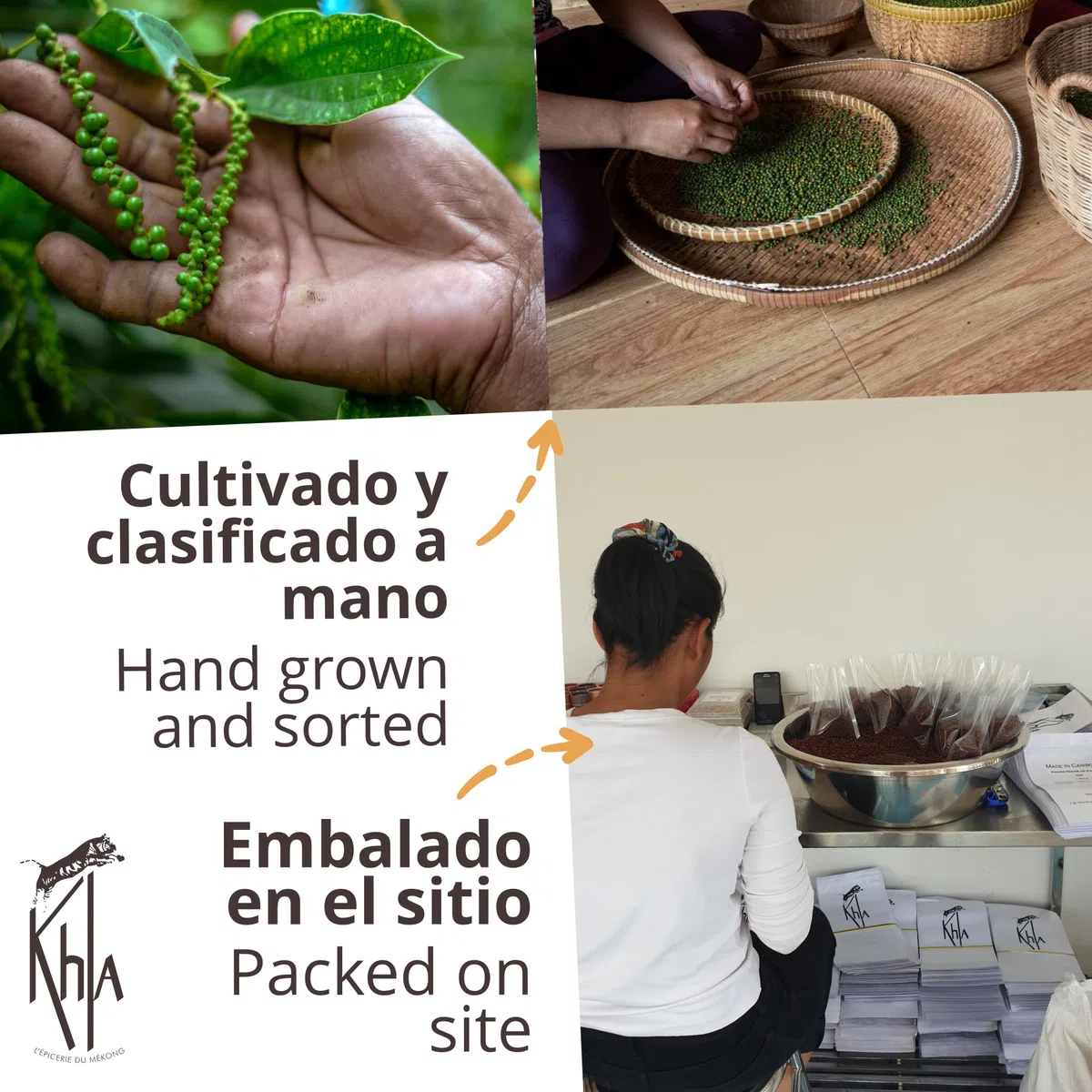 Khla - Pimienta Blanca de Kampot Orgánica 120g - Pimienta en Grano - Fuerte y Potente - Ingrediente de Cocina - Directo del Productor - Especia Asiática - Origen Camboya